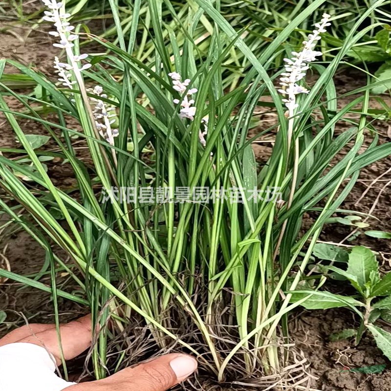 麦冬草价格,中叶麦冬草无土,沭阳花木场麦冬草报价