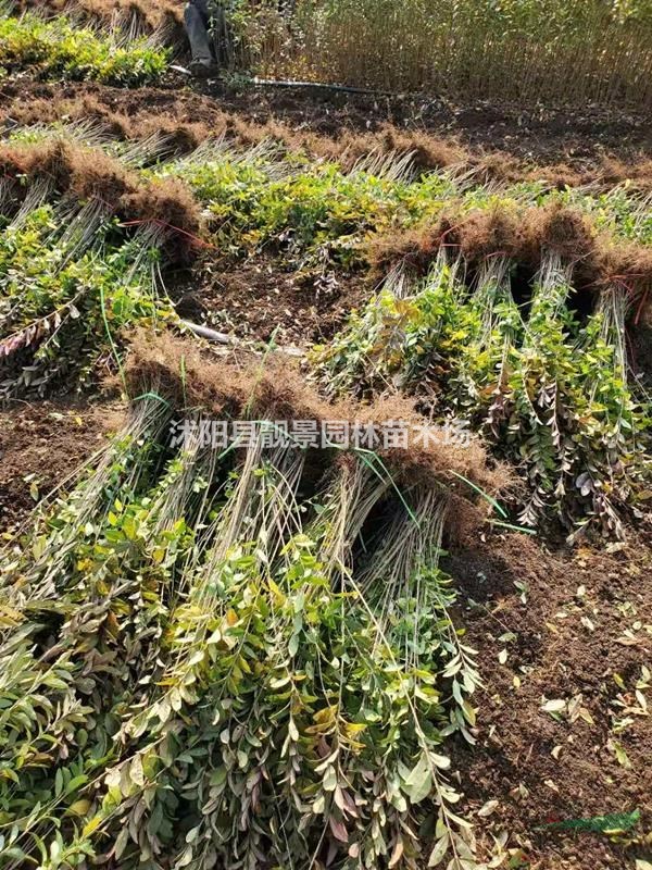 江苏水蜡苗 水蜡低至一毛上车 园林绿化色块绿篱苗