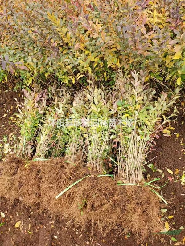 江苏水蜡苗 水蜡低至一毛上车 园林绿化色块绿篱苗