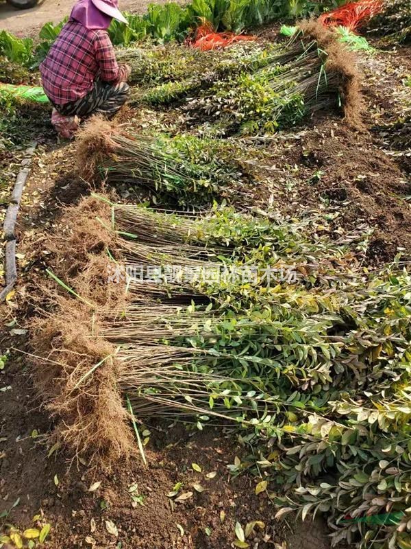 江苏水蜡苗 水蜡低至一毛上车 园林绿化色块绿篱苗