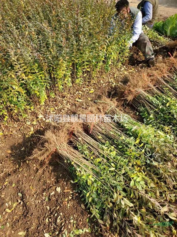 水腊产地 水腊小苗 水腊图片 水腊苗种植农户