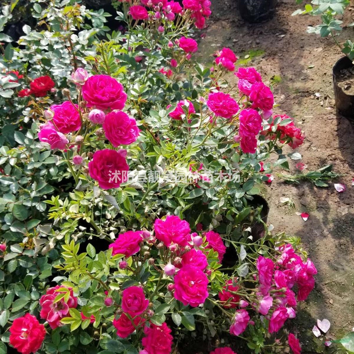 蔷薇月季 四季蔷薇花 蔷薇攀岩爬藤植物