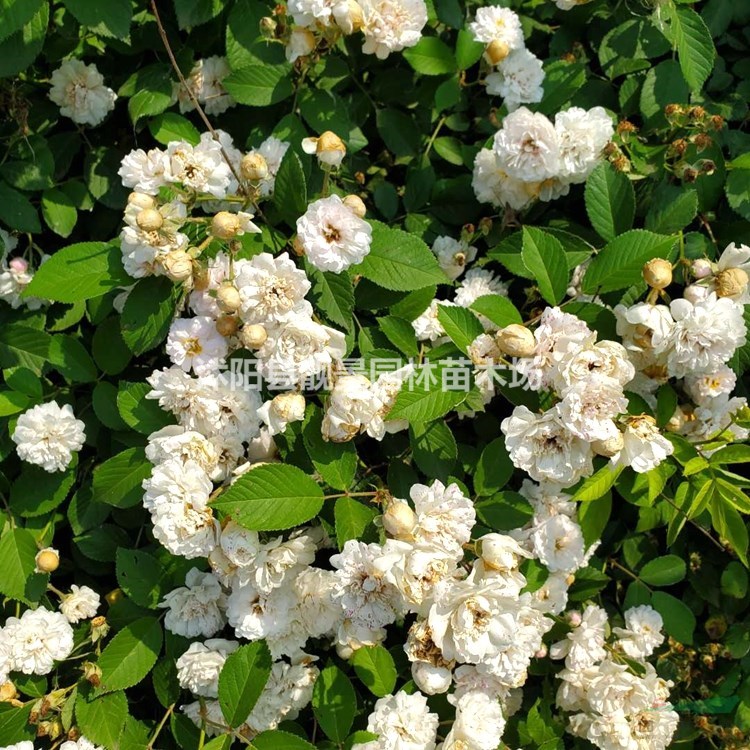 蔷薇月季 四季蔷薇花 蔷薇攀岩爬藤植物