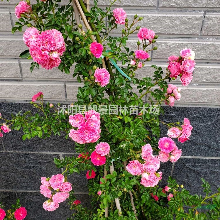 蔷薇月季 四季蔷薇花 蔷薇攀岩爬藤植物