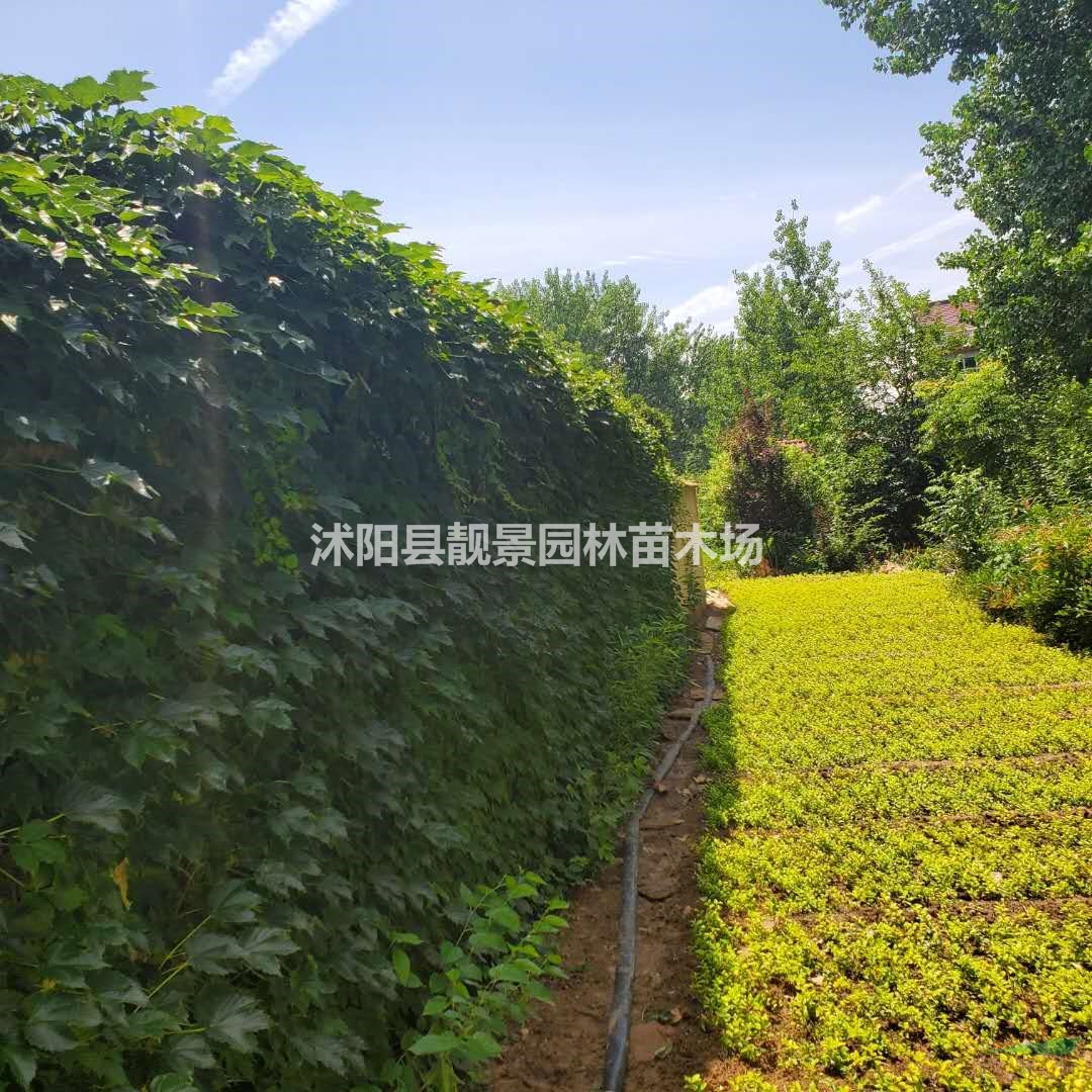 爬山虎基地 爬山虎1米长 爬山虎种植农户价格