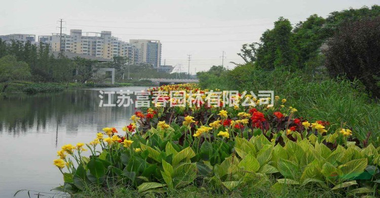 水面稻田浮島_生物浮床_什么叫水面綠化