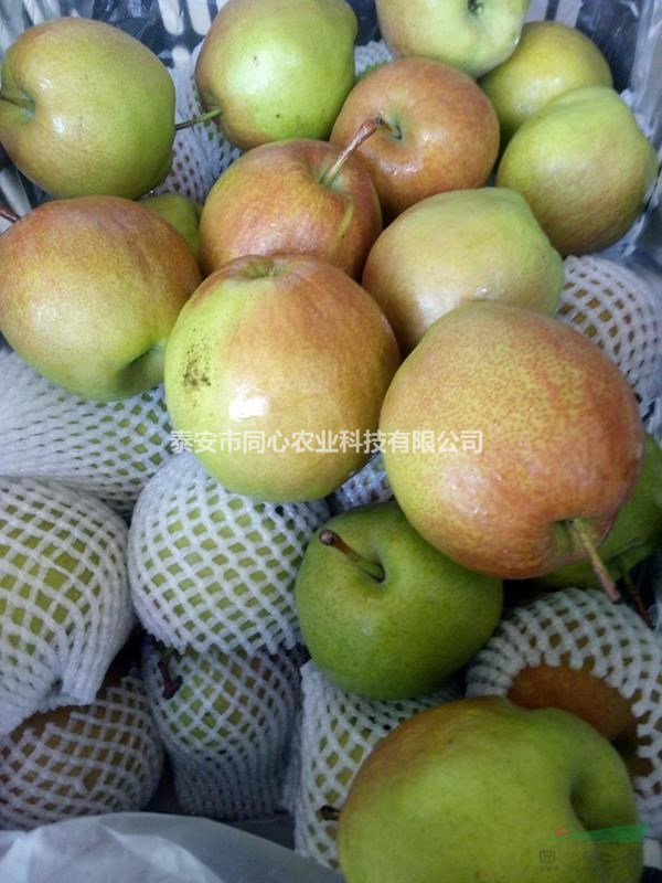 玉露香梨樹(shù)苗基地2公分3公分4公分玉露香梨樹(shù)苗