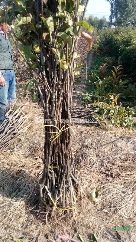 玉露香梨樹(shù)苗基地2公分3公分4公分玉露香梨樹(shù)苗