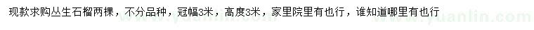 求購高3米叢生石榴