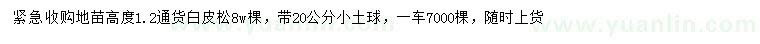 求購高1.2米白皮松