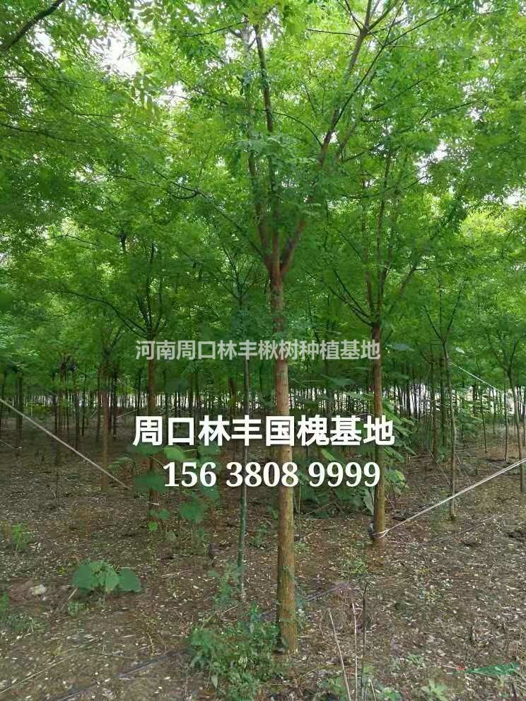 河南国槐价格咨询首选河南周口林丰国槐苗木批发基地