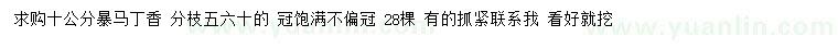 求購10公分暴馬丁香