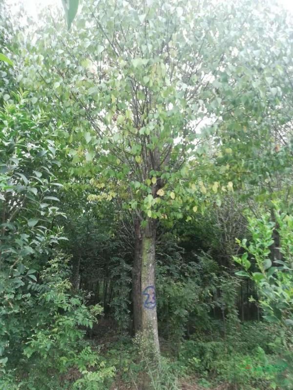 杜仲，杜仲小苗，