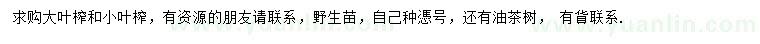 求購大葉榨、小葉榨、油茶樹