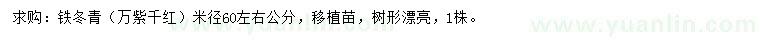 求購米徑60公分左右鐵冬青