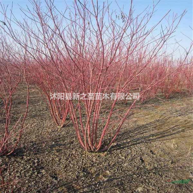 紅瑞木低價直銷--規格齊全