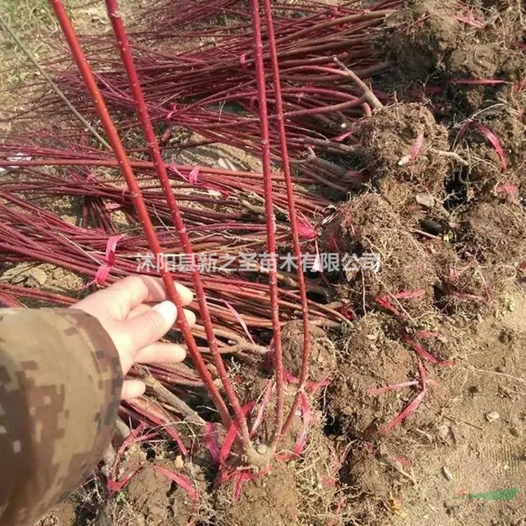 紅瑞木低價直銷--規格齊全
