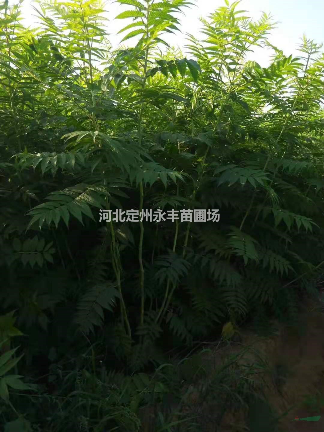 低價出售珍珠梅