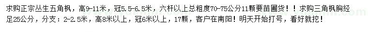 求購高9-11米叢生五角楓、胸徑25公分三角楓