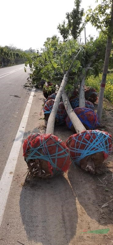 供應(yīng)5一20公分楓楊量大基地直供