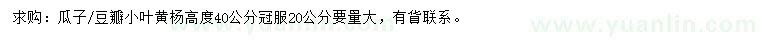 求購高40公分小葉黃楊