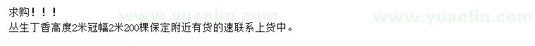 求購高2米叢生丁香