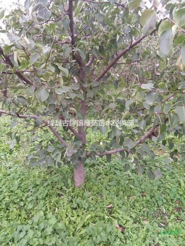 3公分梨樹價(jià)格~山西3公分梨樹批發(fā)~3公分梨樹多少錢一棵？