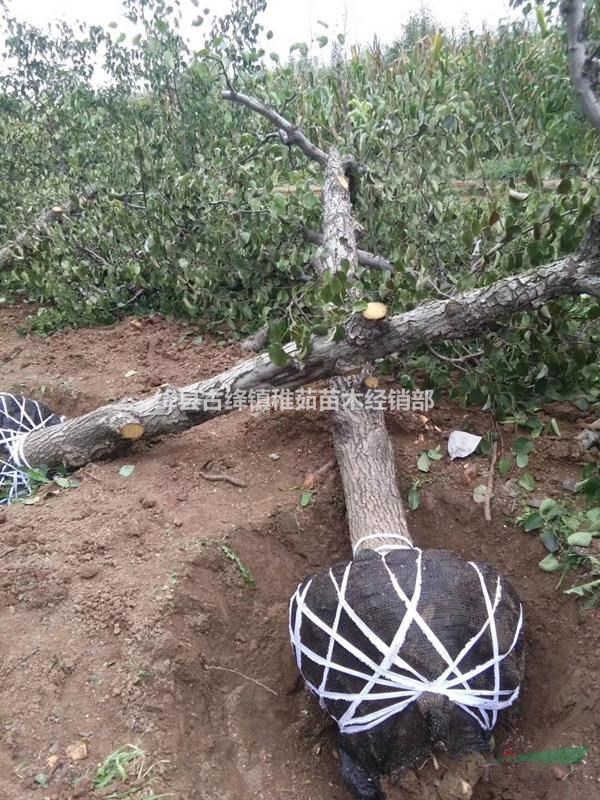 3公分梨樹價(jià)格~山西3公分梨樹批發(fā)~3公分梨樹多少錢一棵？