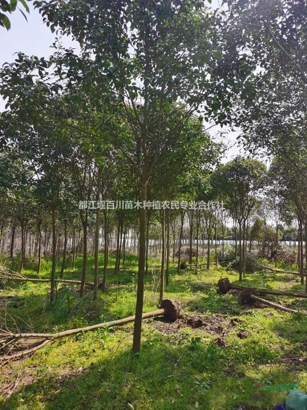 獨桿大葉女貞　成都大葉女貞批發(fā)基地　大葉女貞球　大葉女貞苗　大葉女貞苗子價格　大葉女貞最新價格　女貞