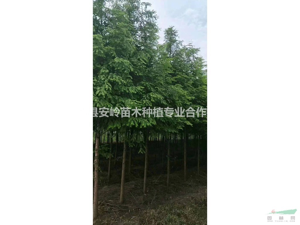 湖南供應水杉規(guī)格齊全