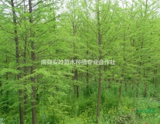 湖南水杉介紹/特征/用途