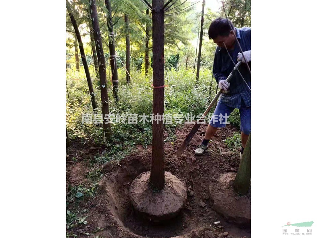 落羽杉行情报价/落羽杉图片展示