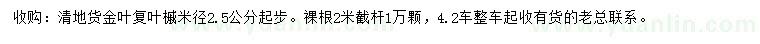求購米徑2.5公分起步金葉復(fù)葉槭