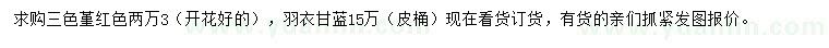 求購三色堇、羽衣甘藍