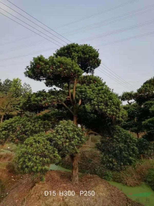造型羅漢松D13----20cm