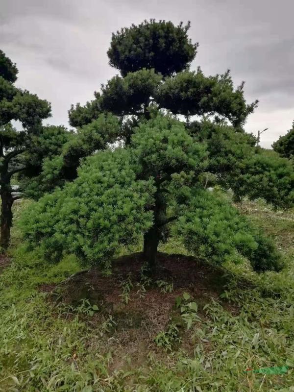 造型羅漢松D13----20cm