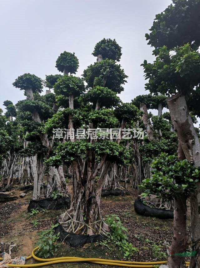 小葉榕 造型榕 榕樹(shù)盆景