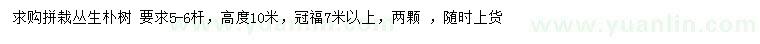 求購高10米叢生樸樹