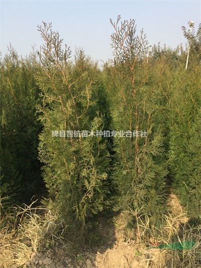 2米側(cè)柏大田定植苗 2米5側(cè)柏 2米側(cè)柏 2米5側(cè)柏