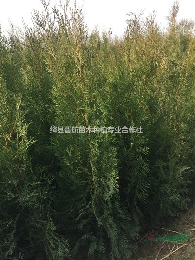 2米側(cè)柏大田定植苗 2米5側(cè)柏 2米側(cè)柏 2米5側(cè)柏