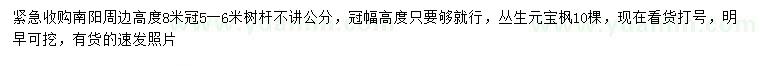 求購(gòu)高8米叢生元寶楓