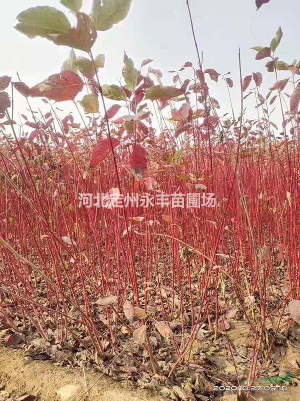 河北定州供應(yīng)60-150公分高的多分枝紅潤木