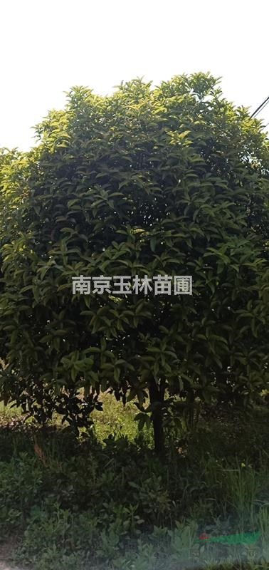 6/8/10/12/14/15/16/18公分桂花價(jià)格