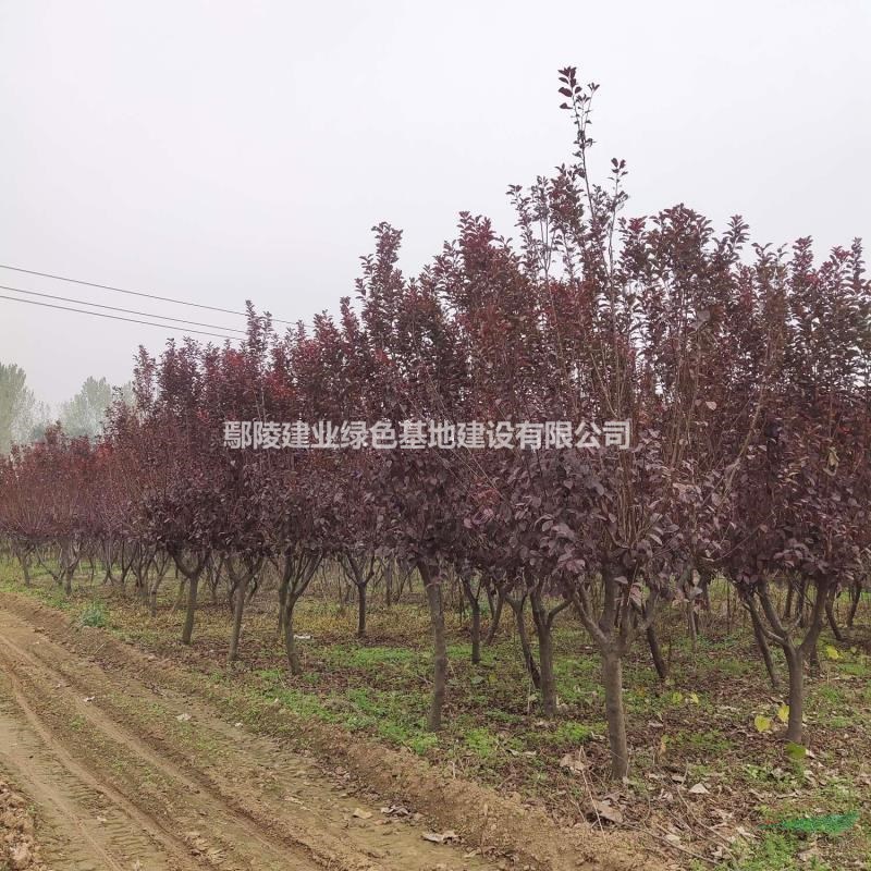 優(yōu)質(zhì)特價鄢陵紫葉李 鄢陵紫葉李價格 價低產(chǎn)地直銷