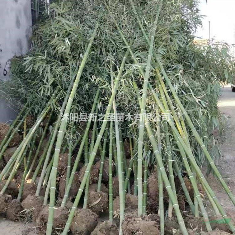 四季竹种植基地直销