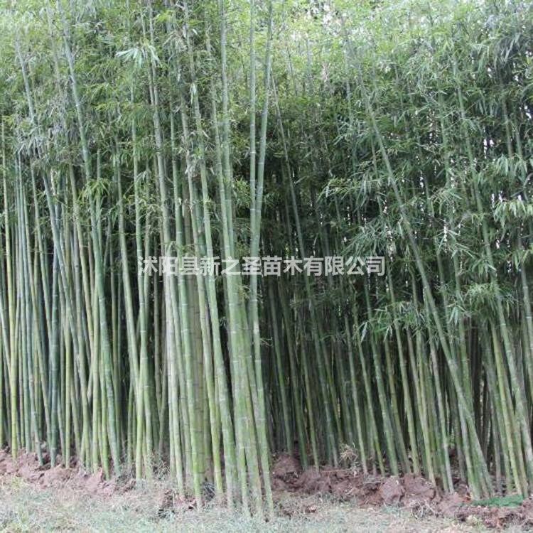 四季竹种植基地直销
