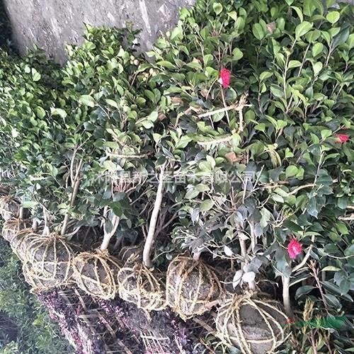 批發(fā)茶花樹到茶花樹基地