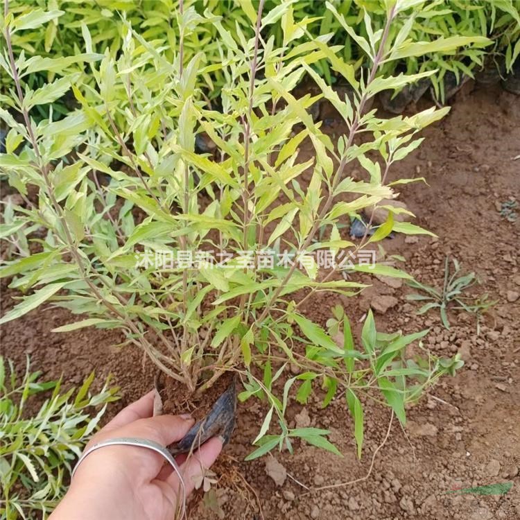 金葉蕕產地直銷