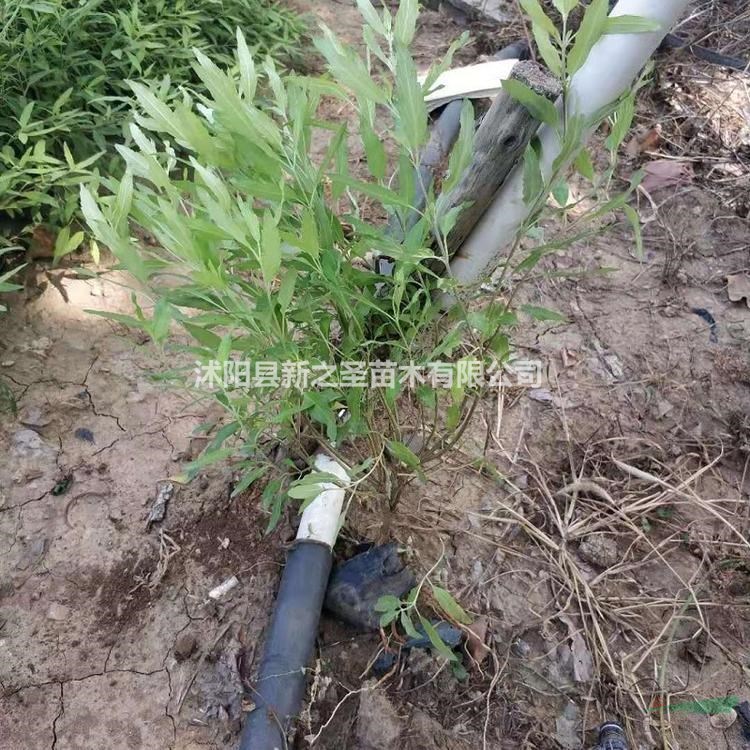 金葉蕕產地直銷