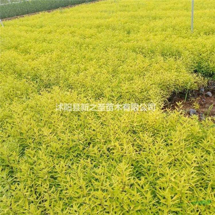 金葉蕕產地直銷